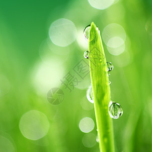 水滴草叶自然背景观上草的自然背景图片