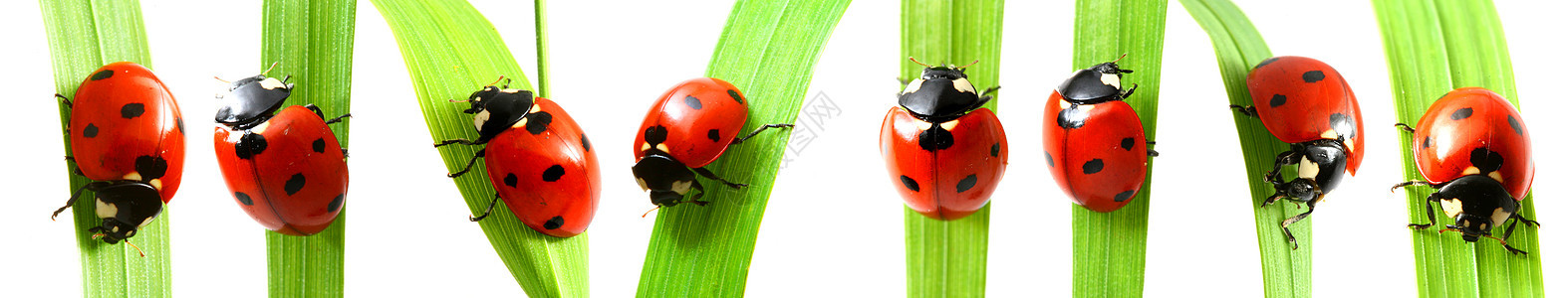 红色瓢虫绿草上隔离白色背景上的图片草地上的红色瓢虫图片