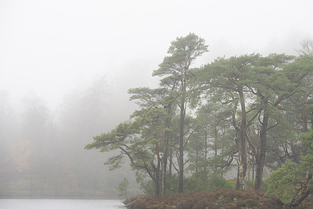 美丽的宁静秋落景观的林地湖泊与雾雾清晨图片