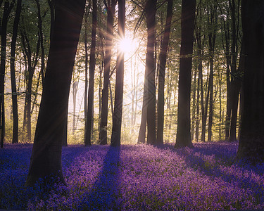森林中生机勃勃的蓝铃花的史诗春季景观形象图片