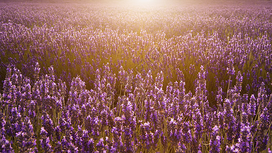 令人惊叹的温暖的夏季日落,史诗般的薰衣草田野景观背景图片