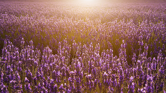 令人惊叹的温暖的夏季日落,史诗般的薰衣草田野景观图片