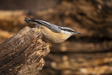 美丽的Nuthatch花园鸟SittaEuropaea春天阳光树枝树上图片