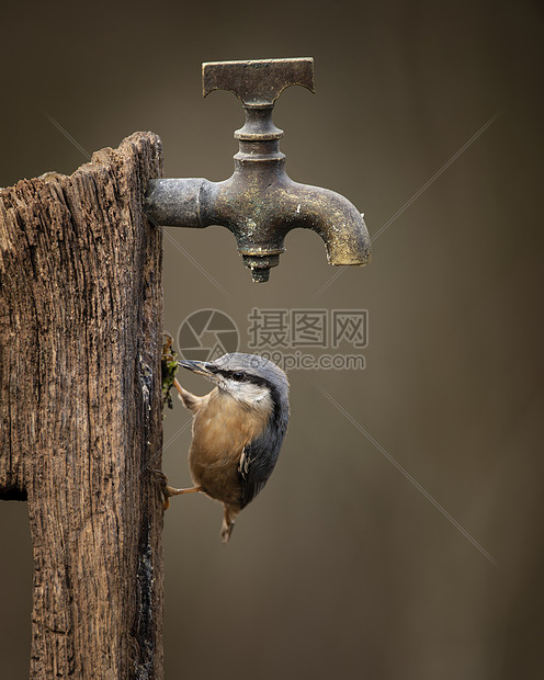 美丽的Nuthatch花园鸟SittaEuropaea春天阳光喂养附近的水龙头木柱图片