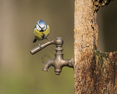 美丽的形象,蓝色滴头鸟,青色,木柱上,生锈的水龙头,春天的阳光雨水花园图片