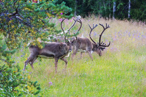 夏季挪威的驯鹿图片