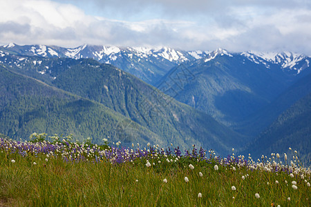 晴天的山地草地自然的夏季景观阿拉斯加的山脉图片