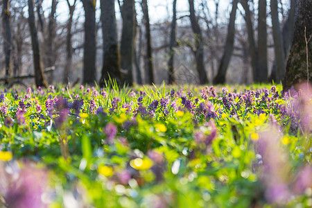 春天森林里的野花草地春天的自然背景图片