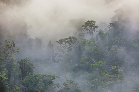 哥斯达黎加的宁静云森林图片
