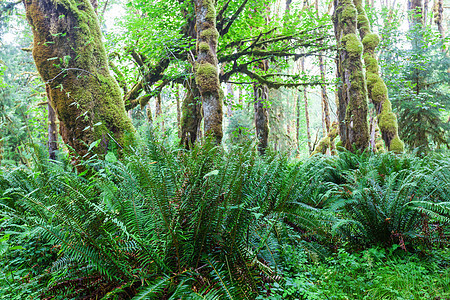 美丽的雨林奥林匹克国家公园,华盛顿,美国树木覆盖着厚厚的层苔藓图片