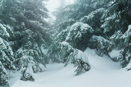 风景秀丽的雪覆盖森林冬季很适合圣诞节背景图片