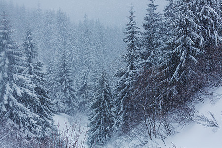 风景秀丽的雪覆盖森林冬季很适合圣诞节背景图片