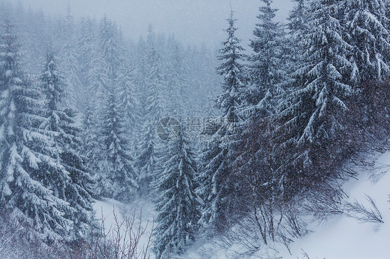 风景秀丽的雪覆盖森林冬季很适合圣诞节背景图片