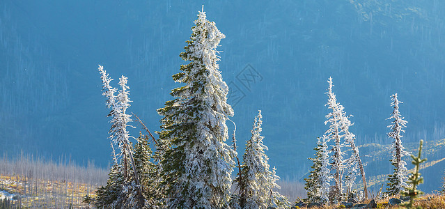 初冬,第次雪覆盖岩石森林冰川国家公园,蒙大,美国图片