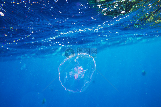 生活红海的珊瑚礁,埃及自然寻常的背景图片