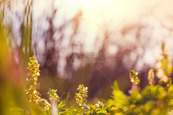 美丽的花园春天的花朵自然背景图片