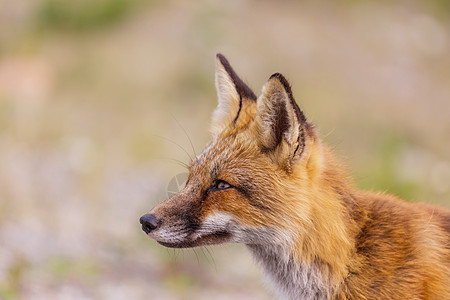 只红色狐狸图片