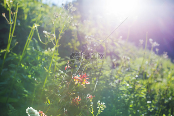 鲜花草地上阳光明媚的天美丽的自然背景图片