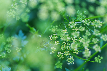 明媚的春天绿草田热带花园里的花叶图片