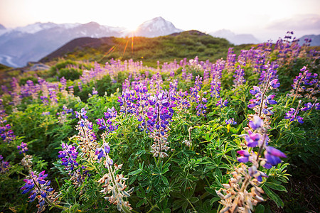 晴天的山地草地自然的夏季景观阿拉斯加的山脉图片