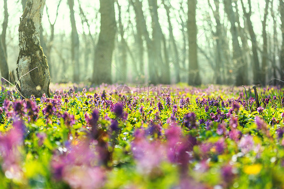 森林里美丽的春花季节自然背景图片