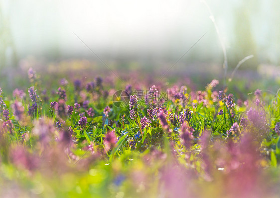 森林里美丽的春花季节自然背景图片