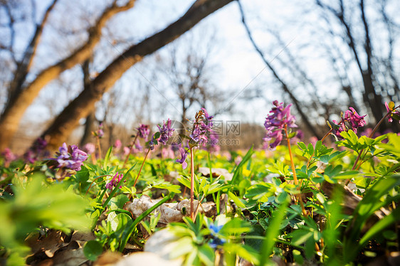 美丽的林地景观春天的花朵森林里图片