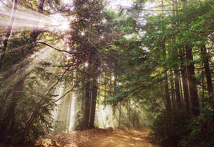 日落时森林里阳光明媚的光束图片