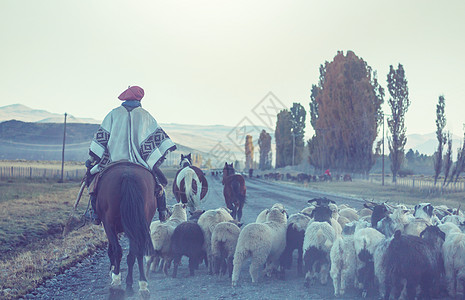 动物马阿根廷巴塔哥尼亚山区的群山羊背景