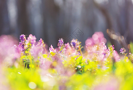 森林里美丽的春花季节自然背景图片