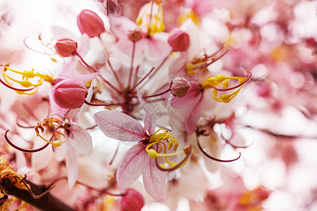 决明子瘘管树美国夏威夷春季开花美丽的自然春天背景背景图片