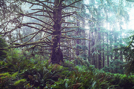 美丽的雨林奥林匹克公园,华盛顿,美国树木覆盖着厚厚的层苔藓图片