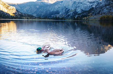 山湖上神奇的马拉德鸭图片