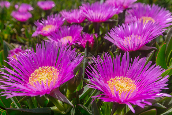 美丽的花朵的特写镜头适合花卉背景图片