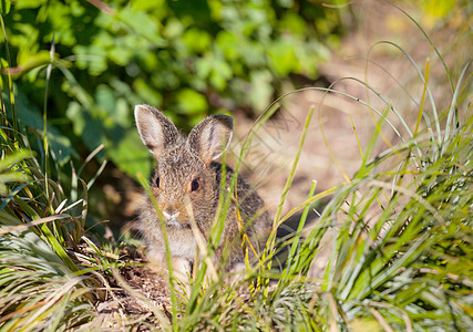绿色草地上漂亮的小兔子图片