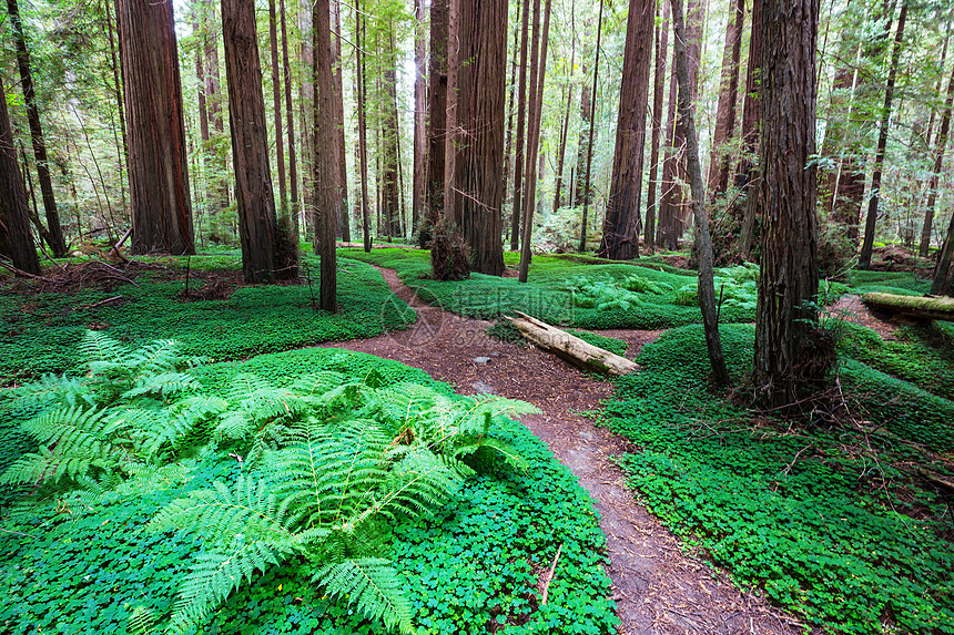 美国北加利福尼亚森林的红木树图片
