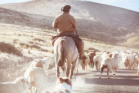 动物马阿根廷巴塔哥尼亚山区的群山羊背景