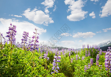 晴天的山地草地自然的夏季景观图片