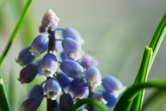 森林里美丽的春花季节自然背景图片