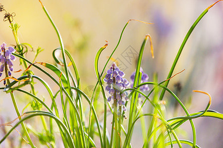 森林里美丽的春花季节自然背景图片