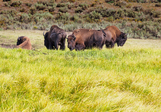 美国黄石公园野生水牛图片