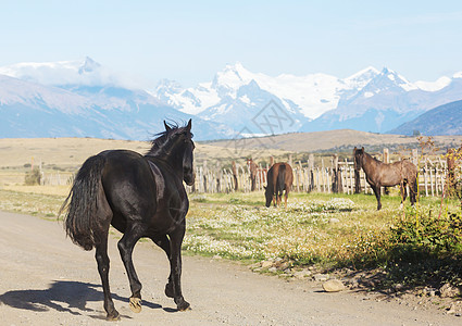 黑白马南美洲智利牧场上的马背景