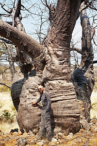 非洲纳米比亚大宝巴树附近的游客图片