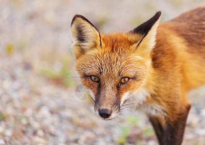 只红色狐狸夏季绿色背景上的肖像图片
