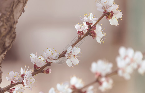 樱花春天的花园里盛开图片