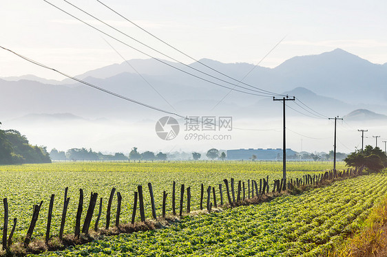 晴天的电压线绿色农业景观图片