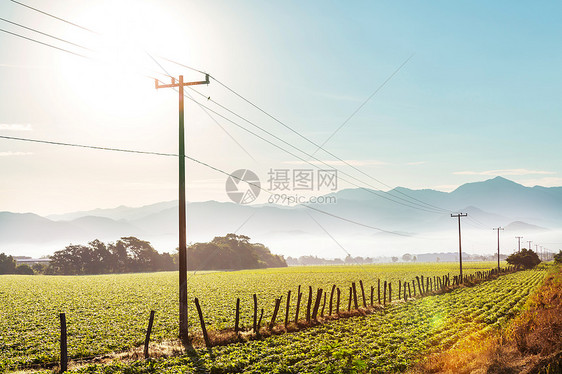 晴天的电压线绿色农业景观图片