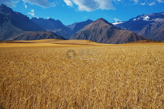 山上的黄色麦田图片