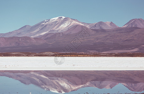 火烈鸟玻利维亚高原湖泊野生动物自然荒野背景