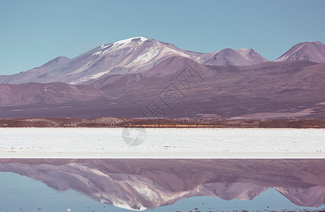 火烈鸟玻利维亚高原湖泊野生动物自然荒野图片
